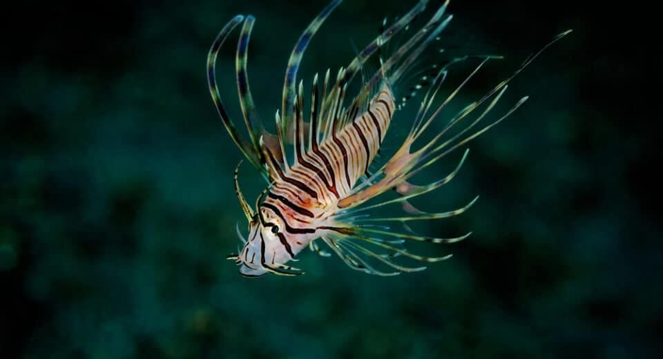 Eco-Divers Find Rich Marine Life Under Therma Visayas Jetty 6 shutterstock 1703189890 - Cebu Spotlight