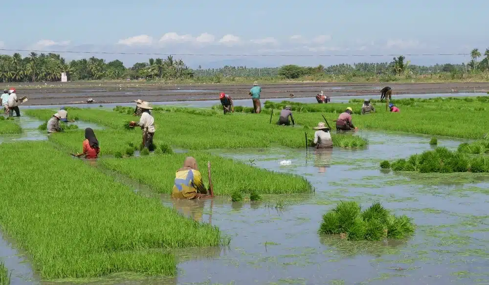 Marcos Backs ₱100-M Solar Irrigation in Ormoc