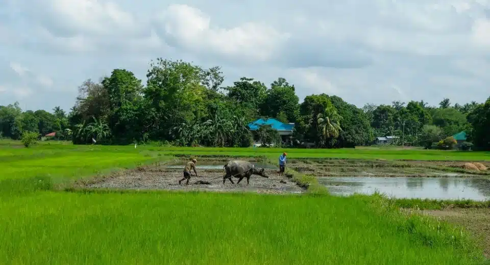 Sunlight to Sustenance: Solar Irrigation Boosts Farming in Capiz