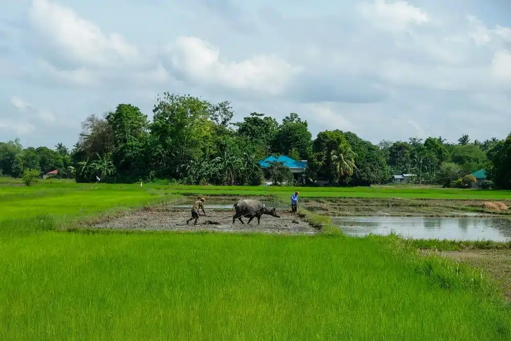 Sunlight to Sustenance: Solar Irrigation Boosts Farming in Capiz